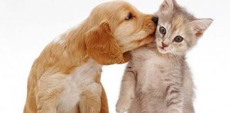 قوانین نگهداری حیوانات در آپارتمان نشینی چیست5 (5)