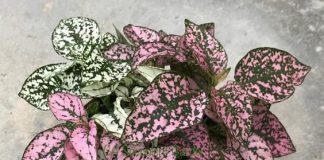 روش نگهداری گیاه هیپوستس یا گل سنگ در خانه و محل کار0 (0) روش نگهداری گیاه هیپوستس یا گل سنگ در خانه و محل کار