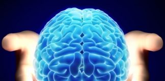 تاثیر روابط اجتماعی بر ماده خاکستری مغز0 (0) تاثیر روابط اجتماعی بر ماده خاکستری مغز