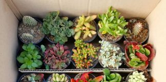 10 علت اصلی مرگ کاکتوس ها0 (0) علت اصلی مرگ کاکتوس ها