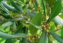 طبع، خواص، مضرات و مُصلح برگ بو طبع، خواص، مضرات و مُصلح برگ بو