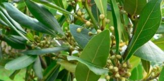 طبع، خواص، مضرات و مُصلح برگ بو0 (0) طبع، خواص، مضرات و مُصلح برگ بو