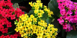 نحوه نگهداری از گیاه کالانکوا در خانه و محل کار0 (0) نحوه نگهداری از گیاه کالانکوا در خانه و محل کار