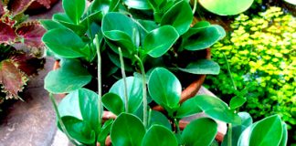 اصول پرورش گیاه پپرومیا قاشقی در خانه و محل کار0 (0) اصول پرورش گیاه پپرومیا قاشقی در خانه و محل کار