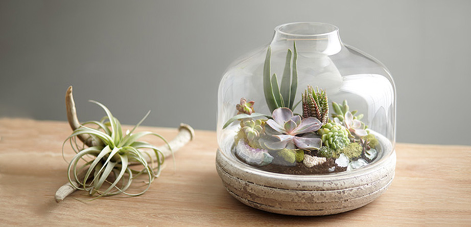 آموزش ساخت تراریوم در ۶ مرحله