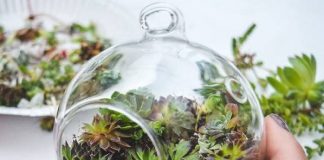 آموزش ساخت تراریوم در ۶ مرحله0 (0) آموزش ساخت تراریوم در ۶ مرحله