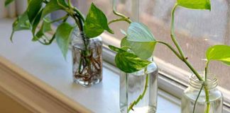 آموزش ریشه زایی همه ی گیاهان در آب5 (1) آموزش ریشه زایی همه ی گیاهان در آب