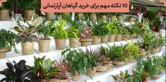 بهترین گل و گیاه آپارتمانی برای اتاق نشیمن و محل کار0 (0) بهترین گل و گیاه آپارتمانی برای اتاق نشیمن و محل کار