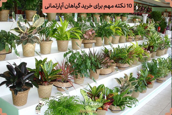 بهترین گل و گیاه آپارتمانی برای اتاق نشیمن و محل کار