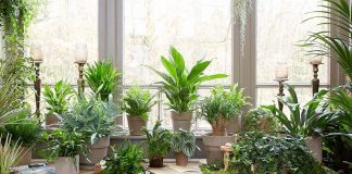 بهترین گیاهان مناسب برای اجاره نشینان0 (0) بهترین گیاهان مناسب برای اجاره نشینان