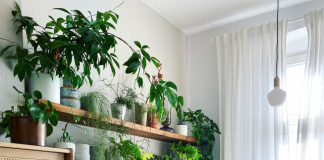 16 نوع گیاه خیلی خوشبو مناسب خانه و محل کار5 (1) 16 نوع گیاه خیلی خوشبو مناسب خانه و محل کار