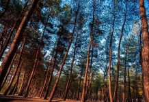 آشنایی با پارک جنگلی چیتگر|منطقه 22 تهران پارک جنگلی چیتگر