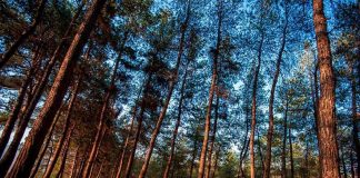 آشنایی با پارک جنگلی چیتگر|منطقه 22 تهران0 (0) پارک جنگلی چیتگر