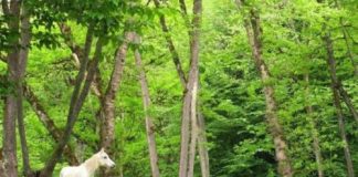 معرفی پارک خرگوش دره0 (0) معرفی پارک خرگوش دره